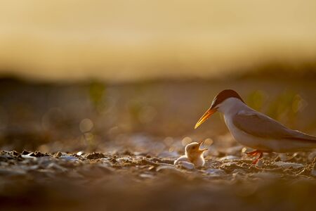 A tiny Least Tern chick calls out to its parent as it glows on the sandy and shell covered beach in the early morning sunlight.の写真素材
