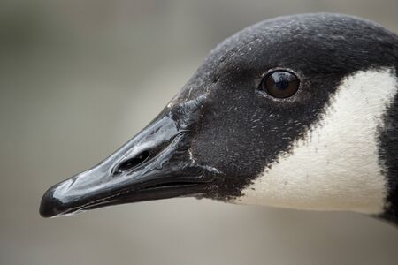 An extreme close-up of a Canada Goose with water drops on his beak and face in soft overcast light.の写真素材