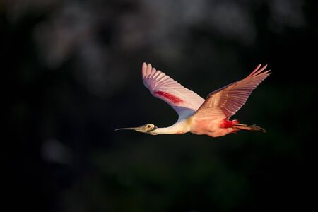 A Roseate Spoonbill flies in front of a dark black background in the early morning golden sunlight.の写真素材