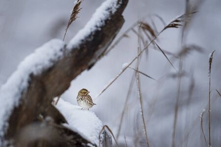 A Savannah Sparrow perched on a snow covered log on a cold overcast winter morning.の写真素材