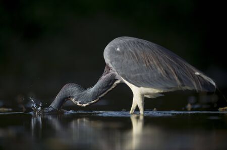 A Tricolored Heron stalks the shallow water in the early morning sun with a dark background and dramatic lighting.の写真素材