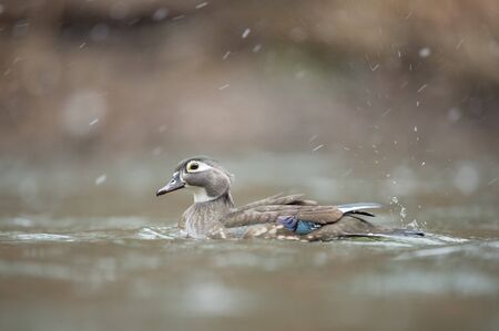 Female Wood Duck swims in a small creek in falling snow with a smooth brown background.の写真素材