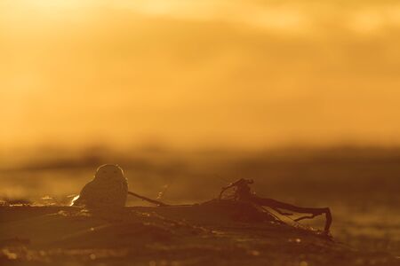 A Snowy Owl almost silhouetted as it sits on the beach with a glowing orange sunset behind it.の写真素材