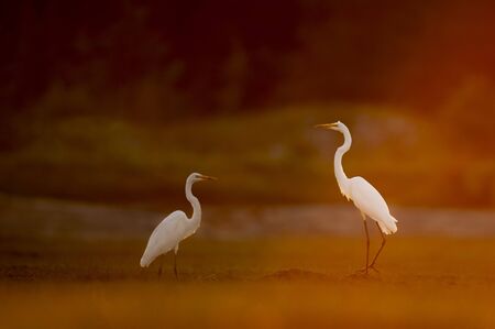 A pair of Great Egrets glowing in the orange setting sunlight in an open field with a dark background.の写真素材
