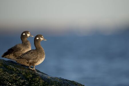 A small group of Harlequin Ducks perched on jetty rocks with the bright blue water and sky in the background on a sunny day.の写真素材