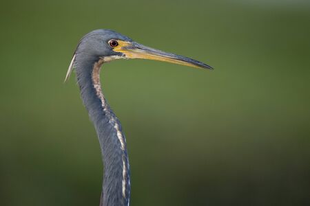 A close-up Tricolored Heron portrait with a smooth green background of out of focus grass.の写真素材