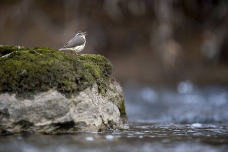 Louisiana Waterthrush perched on a large boulder in the water as it searches for small insects and...