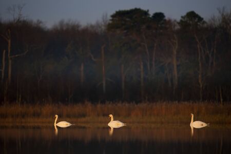 A trio of Mute Swans float on calm water as they glow in the golden early morning sunlight in a picturesque scene.の写真素材