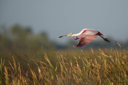 A Roseate Spoonbill flying with nesting material in its beak on a bright sunny day with a marsh grass background.の写真素材