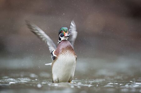 A colorful male Wood Duck flapts its wings while in shallow water on in soft light on an overcast...