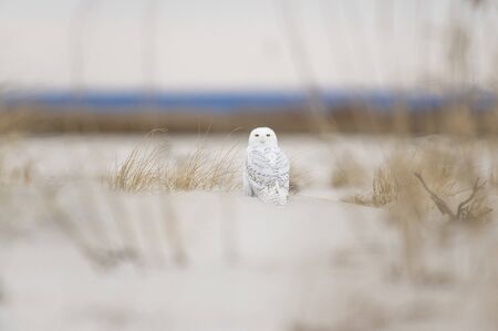A Snowy Owl sitting on the sandy beach with brown dune grass on an overcast cold winter day.の写真素材
