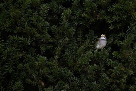 A White-throated Sparrow peeking out from a dense green bush in soft overcast light.の写真素材