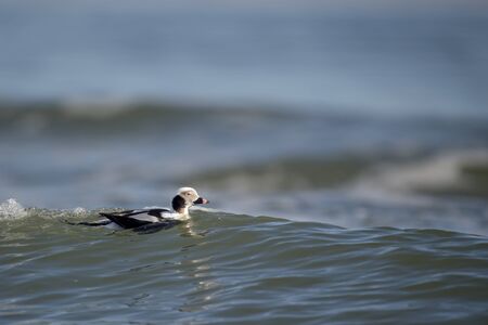 A male Long-tailed Duck swims in the blue water on a bright sunny day.の写真素材