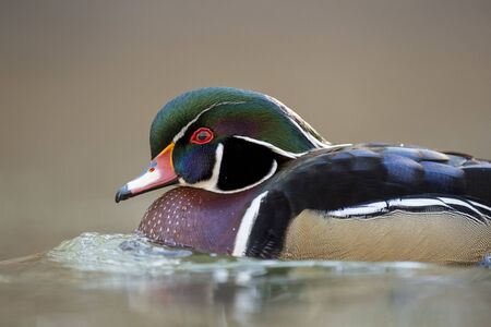 Close-up portrait of a male Wood Duck with a smooth brown background in soft sunlight showing off itls colorful plumage.の写真素材
