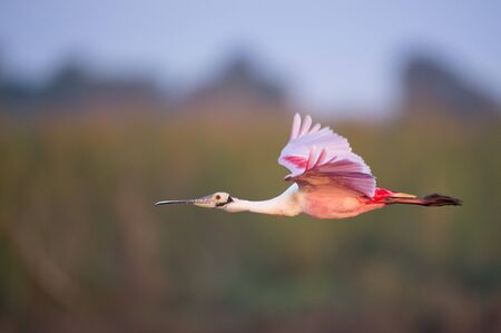 A Roseate Spoonbill flying with its bright pink wings showing in the soft early morning sunlight.の写真素材