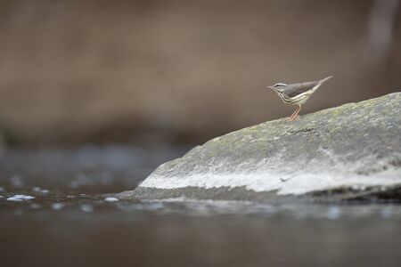 Louisiana Waterthrush perched on a large boulder in the water as it searches for small insects and...