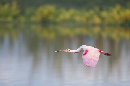 A Roseate Spoonbill flying with its bright pink wings showing in the soft early morning sunlight.の写真素材