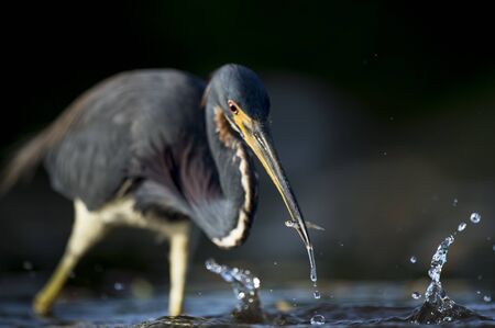 A Tricolored Heron stalks the shallow water in the early morning sun with a dark background and dramatic lighting.の写真素材