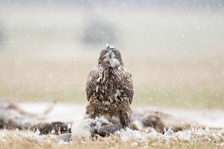 A juvenile Bald Eagle stands on a carcass in a farm field on a snowy winter day.