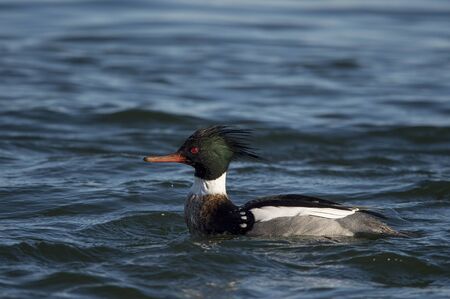 A male Red-breasted Merganser swims in the bright blue water on a sunny day.
