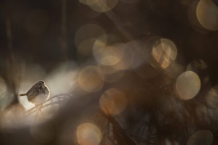 A Song Sparrow perched on a branch with sparkling sunlight on dark branches of a an out of focus...