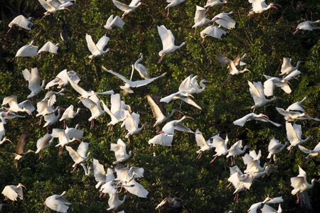 A huge flock of White Ibis takeoff from large green trees in the bright sunlight.