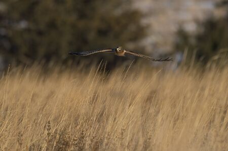 A Northern Harrier flies over an open field as the golden setting sunlight shines on it.の写真素材