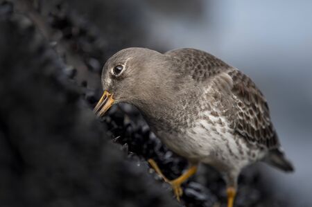 A Purple Sandpiper feeding on mussels attached to a jetty rock in soft light.