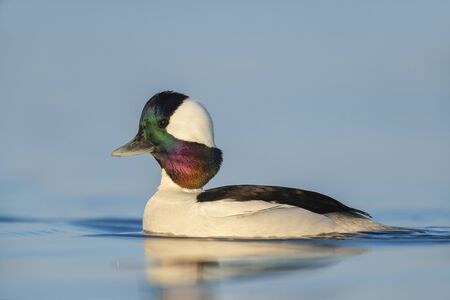 Close-up of a male Bufflehead in golden early morning sunlight with a bright blue water background.