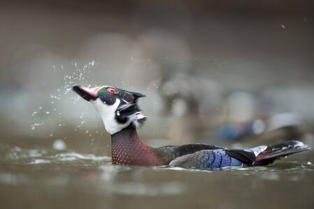 A colorful male Wood Duck swimming in water in soft overcast light with a smooth brown background.の写真素材