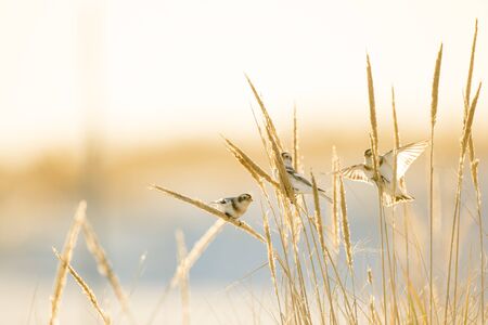 A small group of Snow Buntings feeding on golden dune grasses in the bright winter sunlight on a...