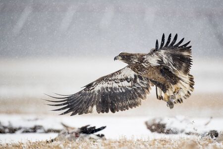 A Juvenile Bald Eagle flying in the snow in an open field with a carcass on the ground.