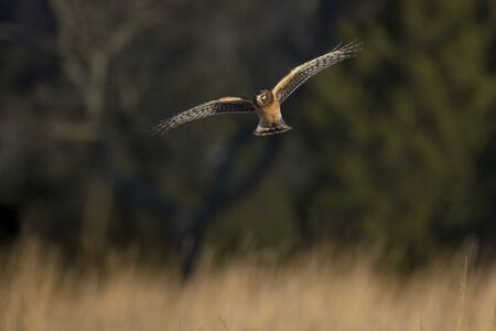 A Northern Harrier flies over an open field as the golden setting sunlight shines on it.の写真素材