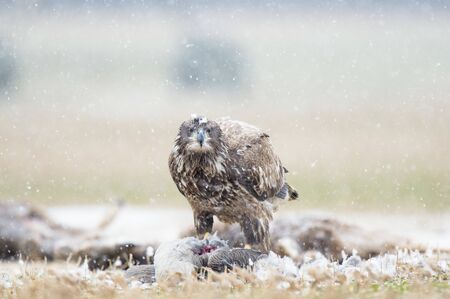 A juvenile Bald Eagle stands on a carcass in a farm field on a snowy winter day.