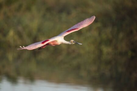 A Roseate Spoonbill flies in front of an out of focus background in the golden morning sunlight.