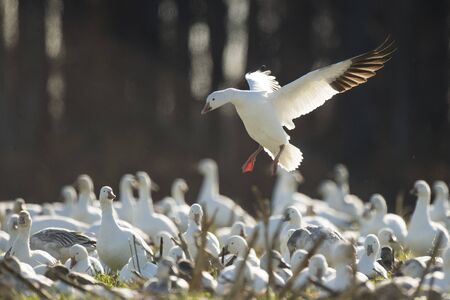 A Single Snow Goose flies in to land in a flock of Snow Geese with its wings spread and glowing from the bright sunlight with a dark background.の写真素材