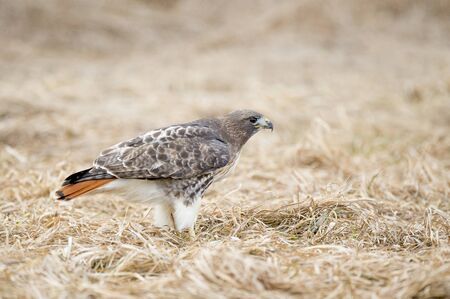 A Red-tailed Hawk stands on the ground of brown grasses in soft overcast light.の写真素材