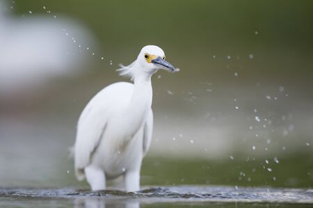A white Snowy Egret wades in the shallow water catching small minnnows in its beak in soft light...