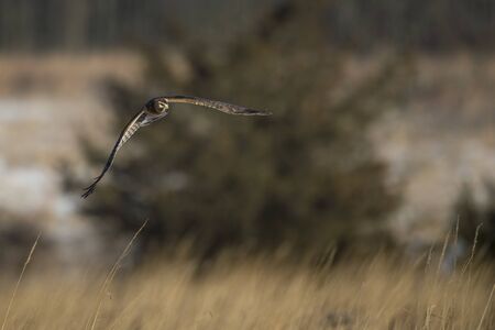 A Northern Harrier flies over an open field as the golden setting sunlight shines on it.