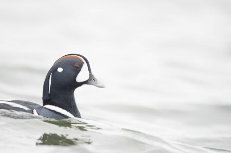 A drake Harlequin Duck swims in the cold winter water in soft light on a cloudy day.