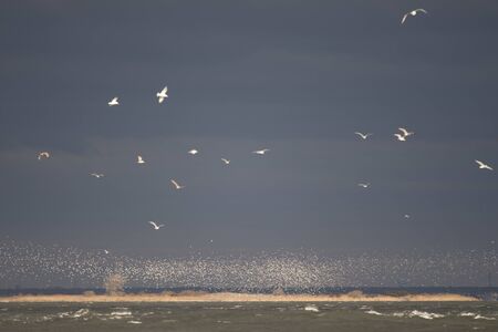 A flock of thousands of gulls fly in the air in front of a stormy sky as the sun shines on them.