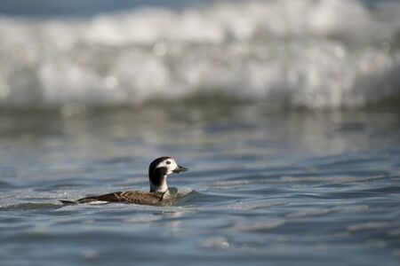 A Long-tailed duck swims in the ocean with bright blue water on a sunny day.