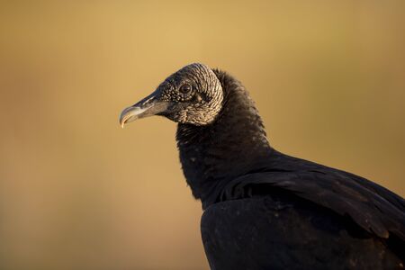 Close-up portrait of a Black Vulture in golden sunlight with a smooth brown background.