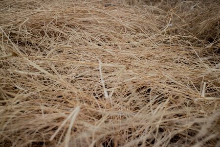 dry grassの写真素材