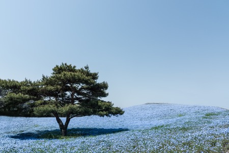 A pine tree on a Nemophila flower fieldの素材 [FY310115236086]