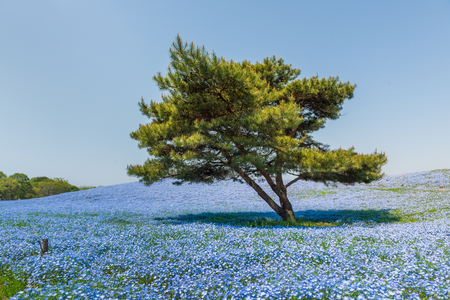 A pine tree on a Nemophila flower fieldの写真素材
