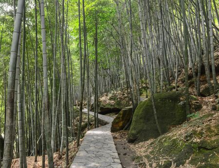 summer bamboo forest on a sunny dayの写真素材