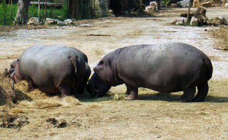 hippos in the reserveの写真素材