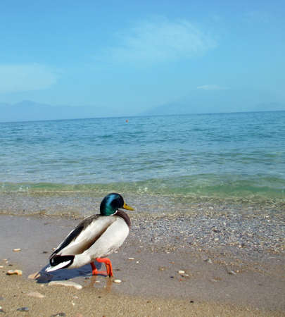 duck on the lakeの写真素材