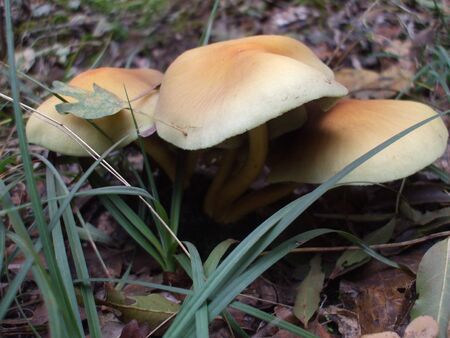 autumn fungiの写真素材